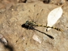 Onychogomphus uncatus - male_IMG_1263