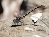 Onychogomphus uncatus - male_IMG_1268