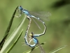 Coenagrion scitulum - copula_IMG_1341