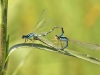 Coenagrion scitulum - copula_IMG_1378