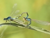 Coenagrion scitulum - copula_IMG_1382