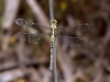Orthetrum trinacria - female _IMG_1418