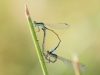 Ischnura graellsii - copula _IMG_1425