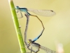 Ischnura graellsii - copula_IMG_1426