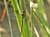 Boyeria irene - female_IMG_1439