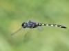 Zygonyx torridus - male_IMG_1458