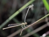 Platycnemis latipes - tandem_IMG_1477
