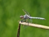 Orthetrum nitidinerve - male_IMG_1482