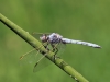 Orthetrum nitidinerve - male_IMG_1507