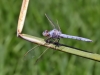 Orthetrum nitidinerve - male_IMG_1529