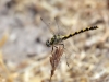 Onychogomphus forcipatus ssp. unguiculatus - female_IMG_1543