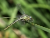 Gomphus simillimus - female_IMG_1573