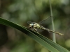 Gomphus simillimus - female_IMG_1595