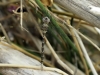 Boyeria irene - male_IMG_1597