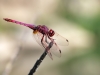 Trithemis annulata - male_IMG_1648