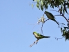 Myiopsitta monachus_IMG_1735