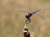 Selysiothemis nigra - male_IMG_1755