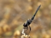 Selysiothemis nigra - male_IMG_1761