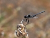 Selysiothemis nigra - male_IMG_1762