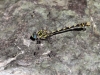 Onychogomphus uncatus - male_IMG_1822