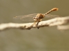 Onychogomphus costae - male_IMG_1862