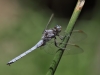 Orthetrum coerulescens anceps - male_IMG_1925