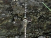 Boyeria irene - tandem_IMG_1940
