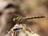 Onychopomphus uncatus - female_IMG_2007