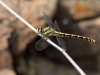 Onychopomphus uncatus - female_IMG_2018
