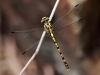 Onychopomphus uncatus - female_IMG_2037