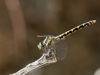 Onychopomphus uncatus - female_IMG_2058