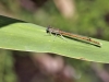 Platycnemis acutipennis - male IMG_2328