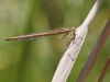 Platycnemis acutipennis - female IMG_2377