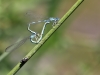 Coenagrion caerulescens - copula IMG_2382