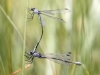 Lestes macrostigma - Tandem - Malaga IMG_2451