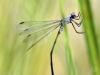 Lestes macrostigma - Tandem - Malaga IMG_2455