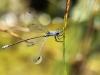Lestes macrostigma - male - Malaga IMG_2463