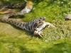 Vipernatter (Natrix maura) with a frog in the mouth -  IMG_2483