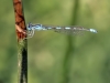 Coenagrion caerulescens - male IMG_2491