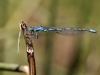 Coenagrion caerulescens - male IMG_2497