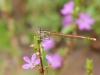 Platycnemis acutipennis - male IMG_2526