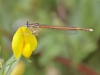 Platycnemis acutipennis - male IMG_2527