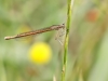 Platycnemis acutipennis - female IMG_2556