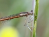 Platycnemis acutipennis - female IMG_2558