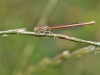 Platycnemis acutipennis - female IMG_2562