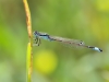 Ischnura graellsii - female in may 2018 IMG_2564