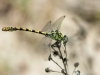 Onychogomphus forcipatus var. unguiculatus - male IMG_2577