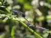 Coenagrion caerulescens - tandem IMG_2595