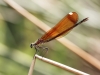 Calopteryx haemorrhoidalis - female in may 2018 IMG_2626