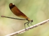 Calopteryx haemorrhoidalis - female in may 2018 IMG_2634